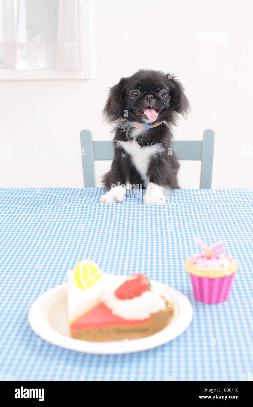 Mento Pekinese mix Foto Stock