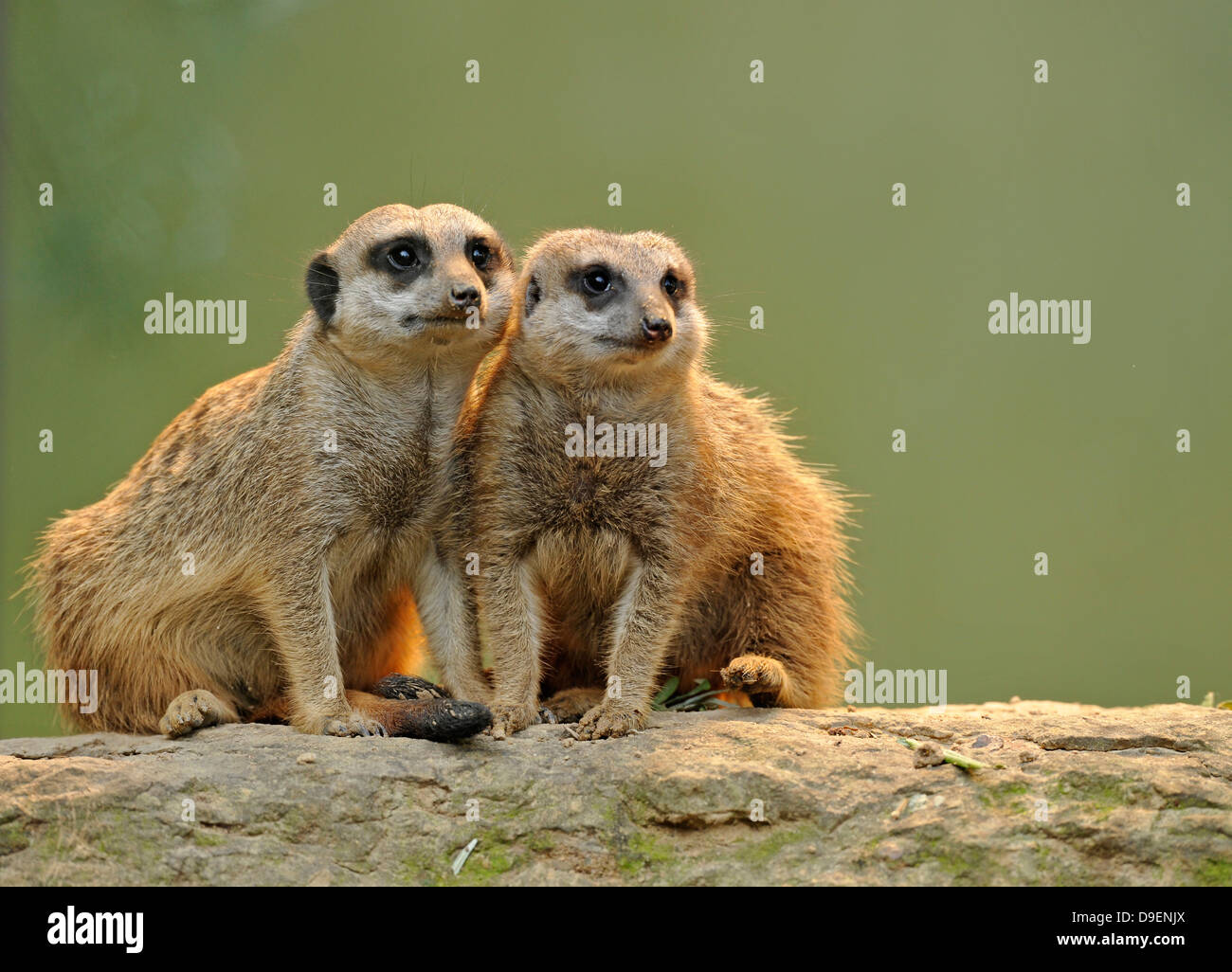 Meerkat, Suricata suricatta, giovani animali Foto Stock