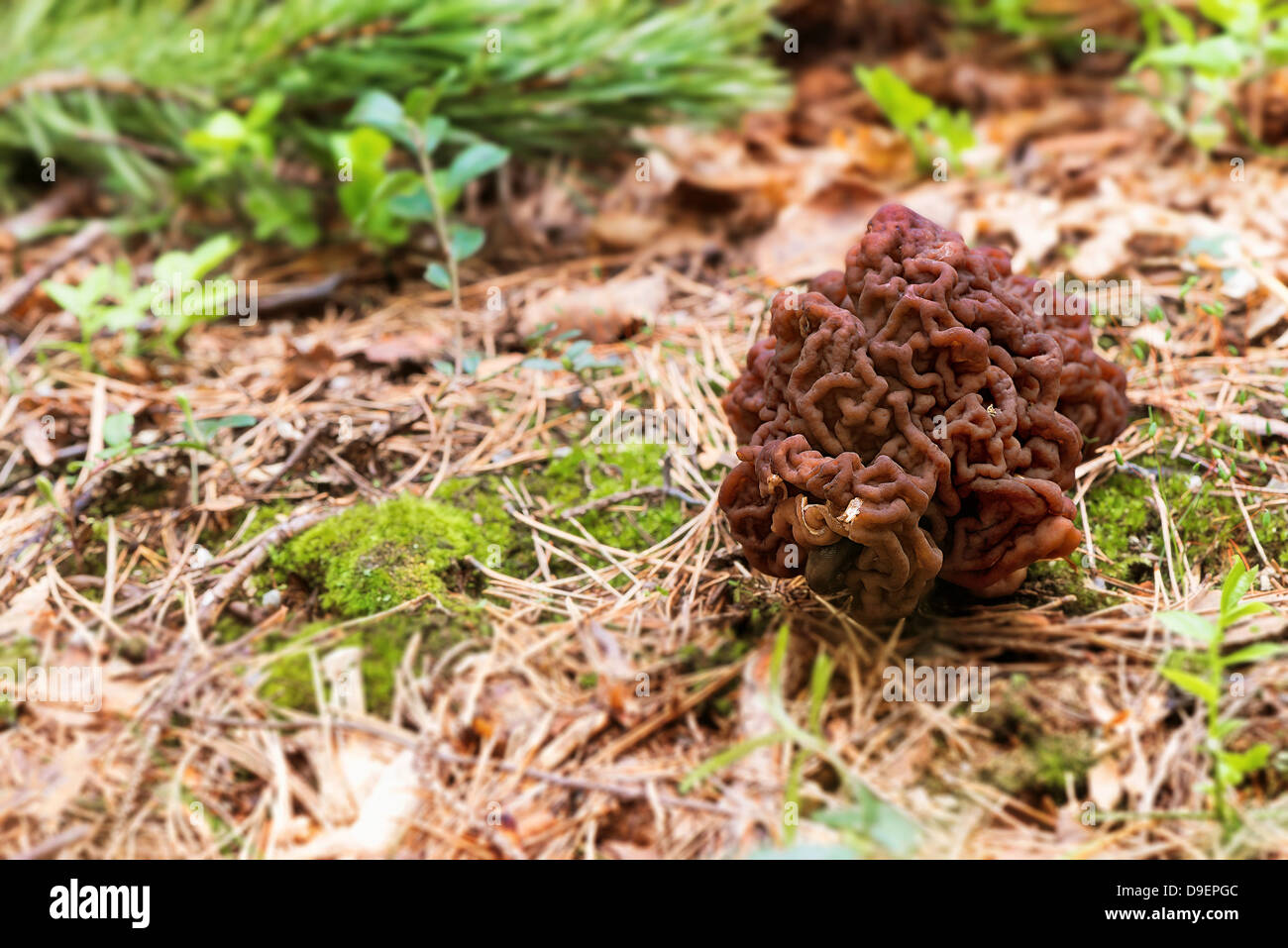 Pietra di fungo Morel nella foresta - velenose (Gyromitra esculenta) Foto Stock