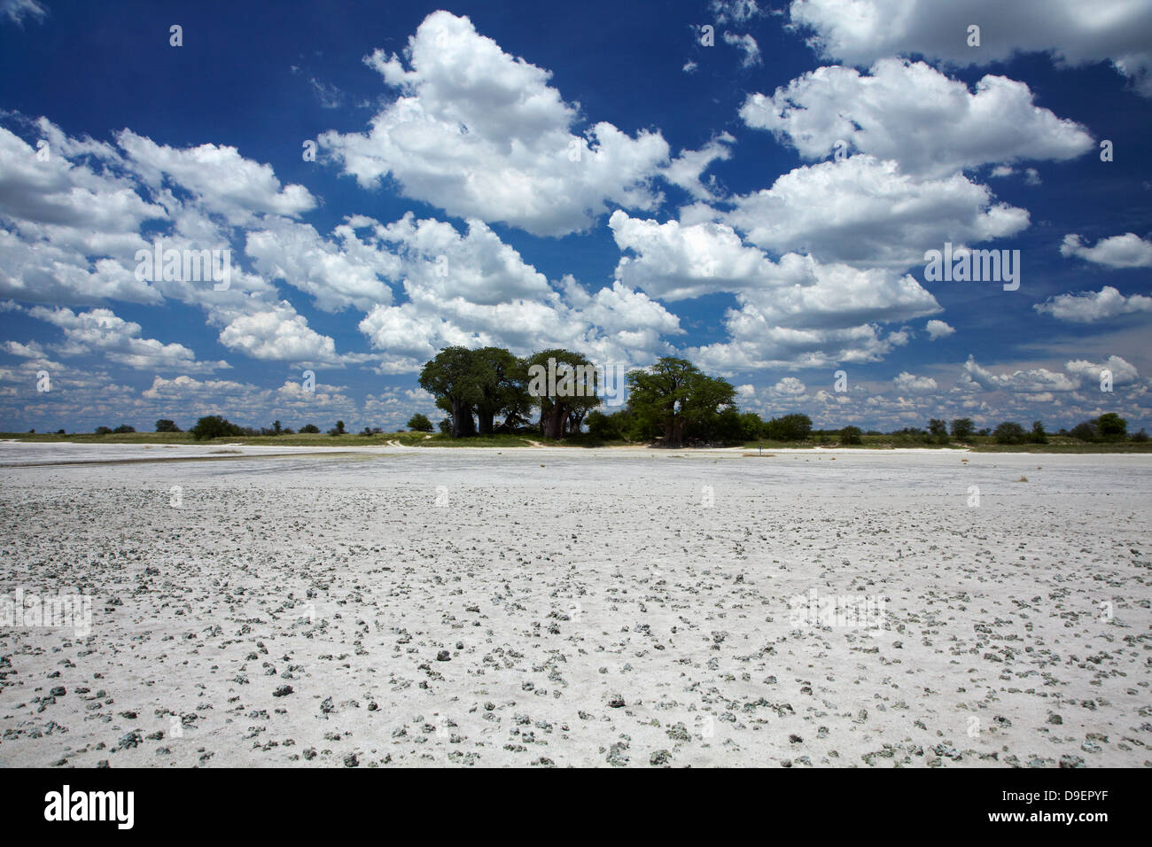 Kudiakam Pan e Baines' baobab, Nxai Pan National Park, Botswana, Africa Foto Stock