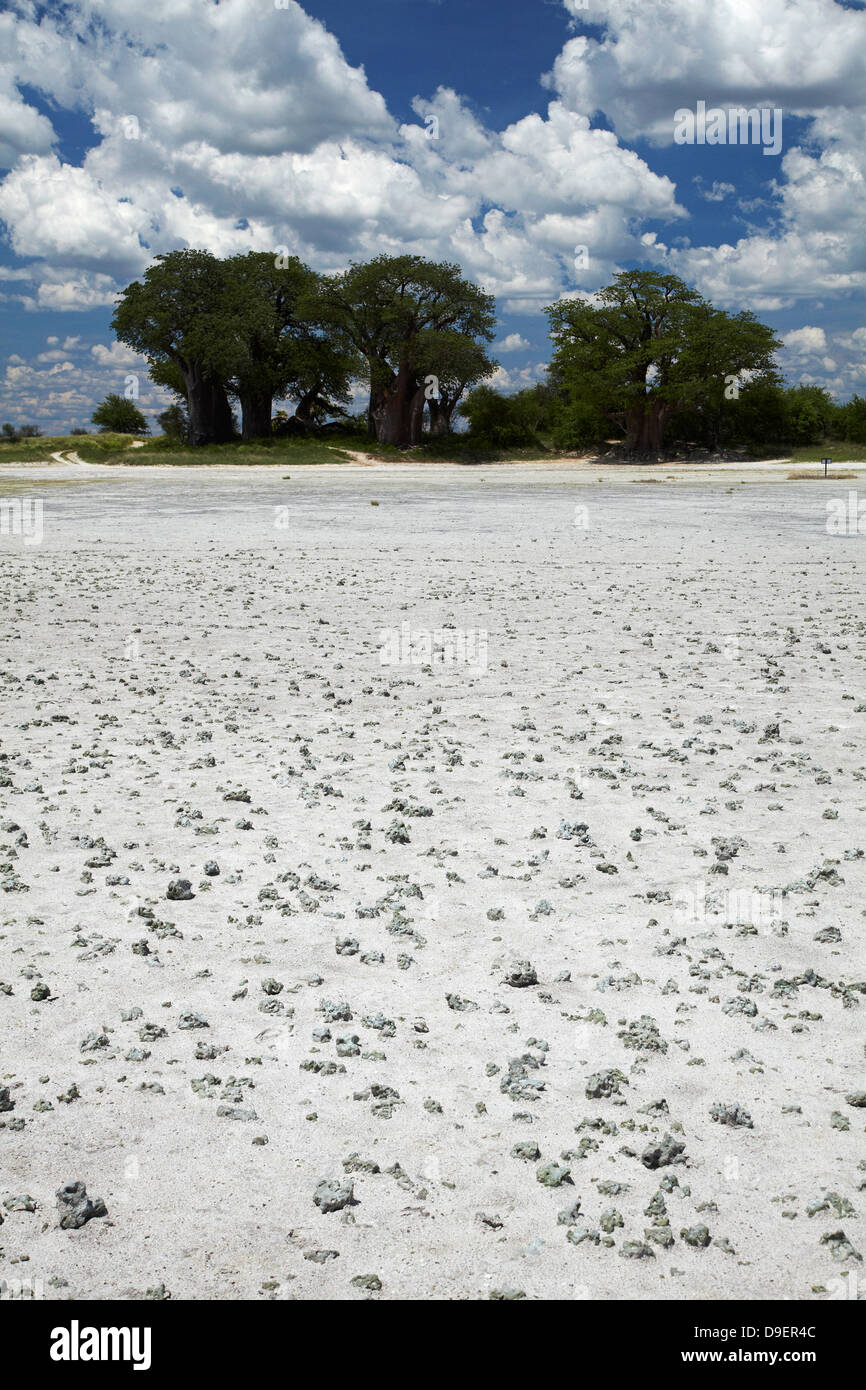 Kudiakam Pan e Baines' baobab, Nxai Pan National Park, Botswana, Africa Foto Stock