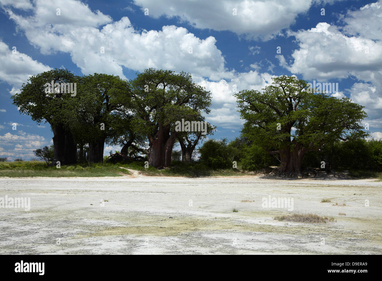 Baines' baobab, Kudiakam Pan, Nxai Pan National Park, Botswana, Africa Foto Stock