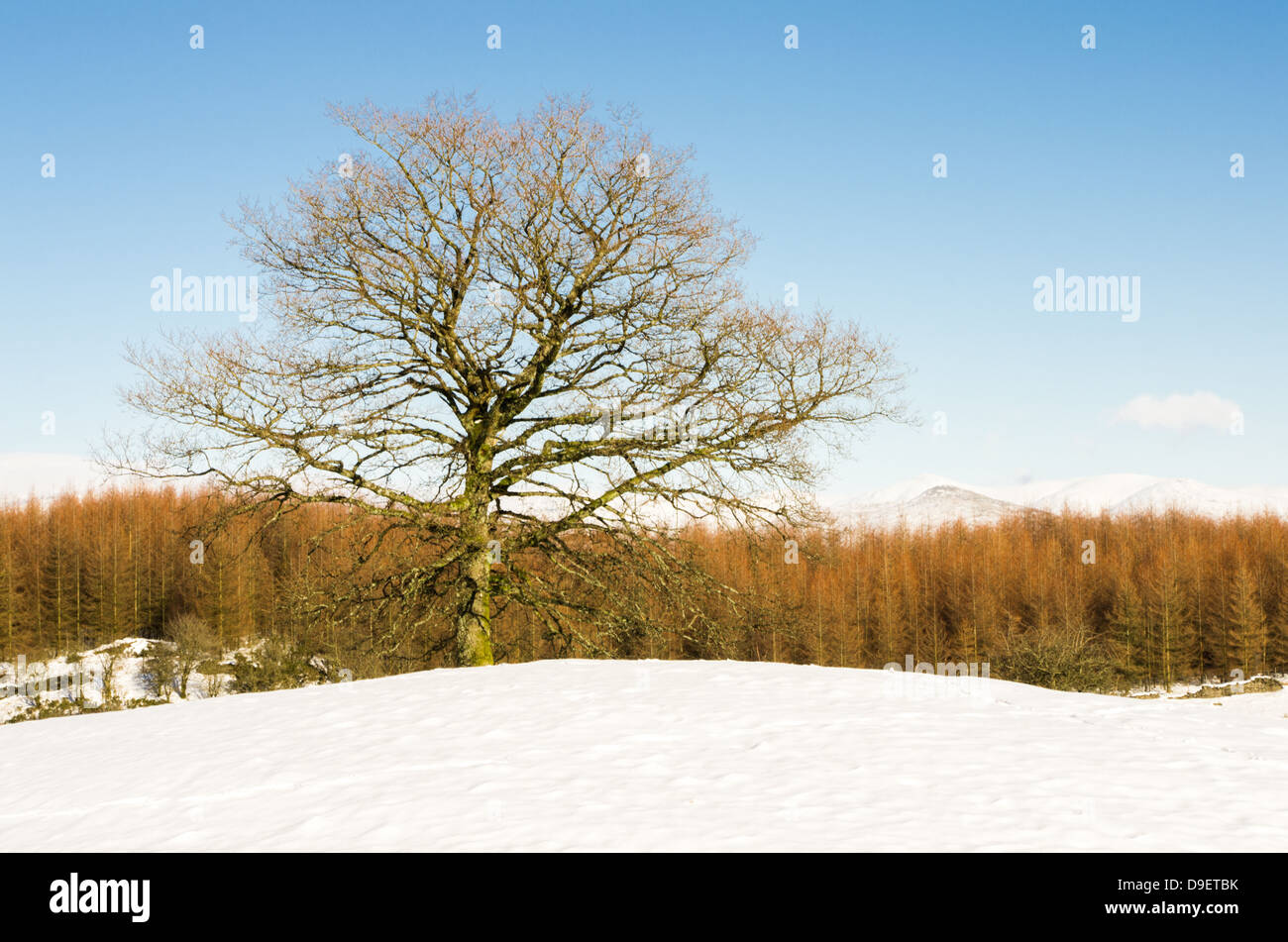 Un albero nudo nella neve campo coperto con un albero-line e white lontane colline. Foto Stock