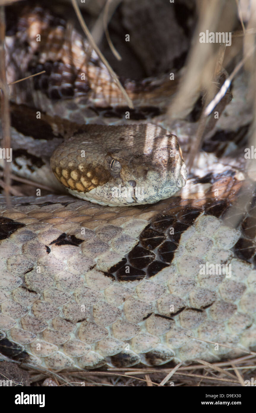 Legname Rattler avvolto Foto Stock