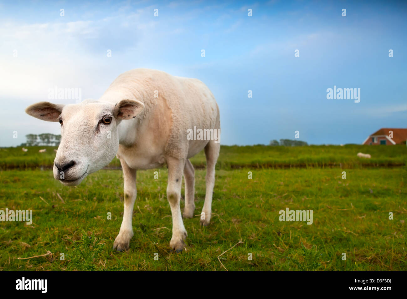 Divertenti ovini sospetti su pascolo tramite ampio angolo Foto Stock