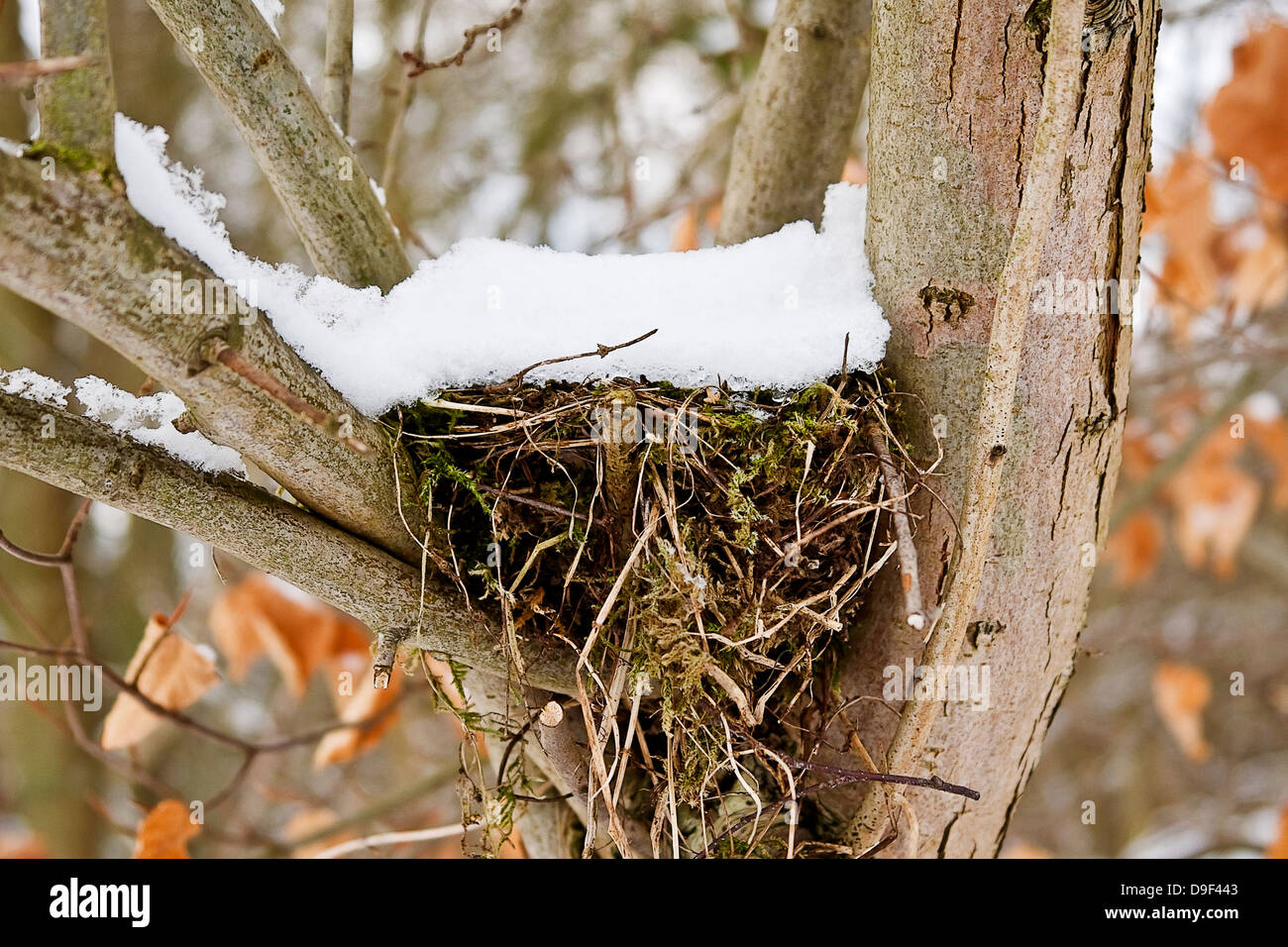Nido con un cofano di neve, Bird's Nest con un cappuccio di neve Foto Stock