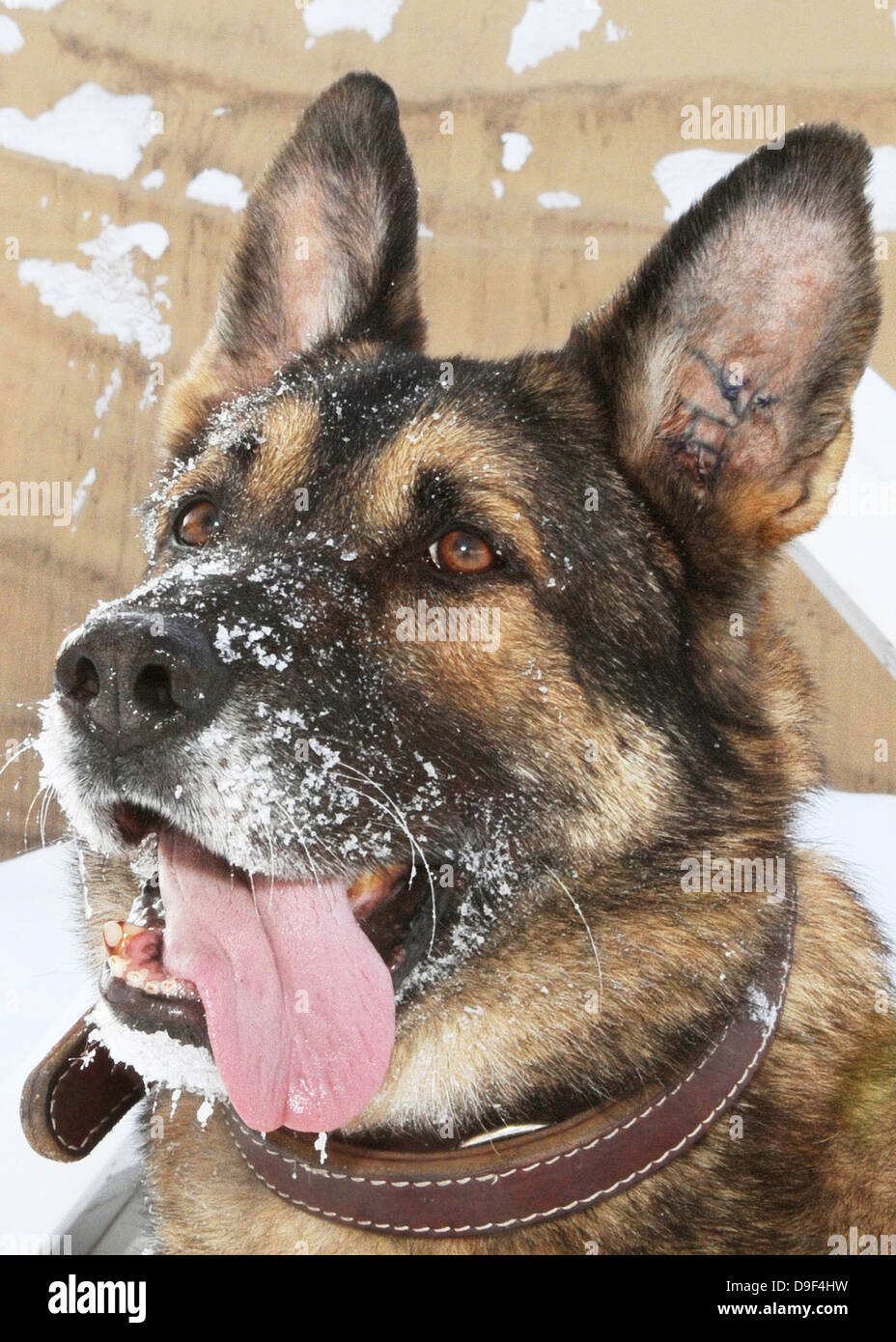 Close-up di un militare di cane da lavoro che ha partecipato a due esplosioni mentre di pattuglia in Iraq. Foto Stock