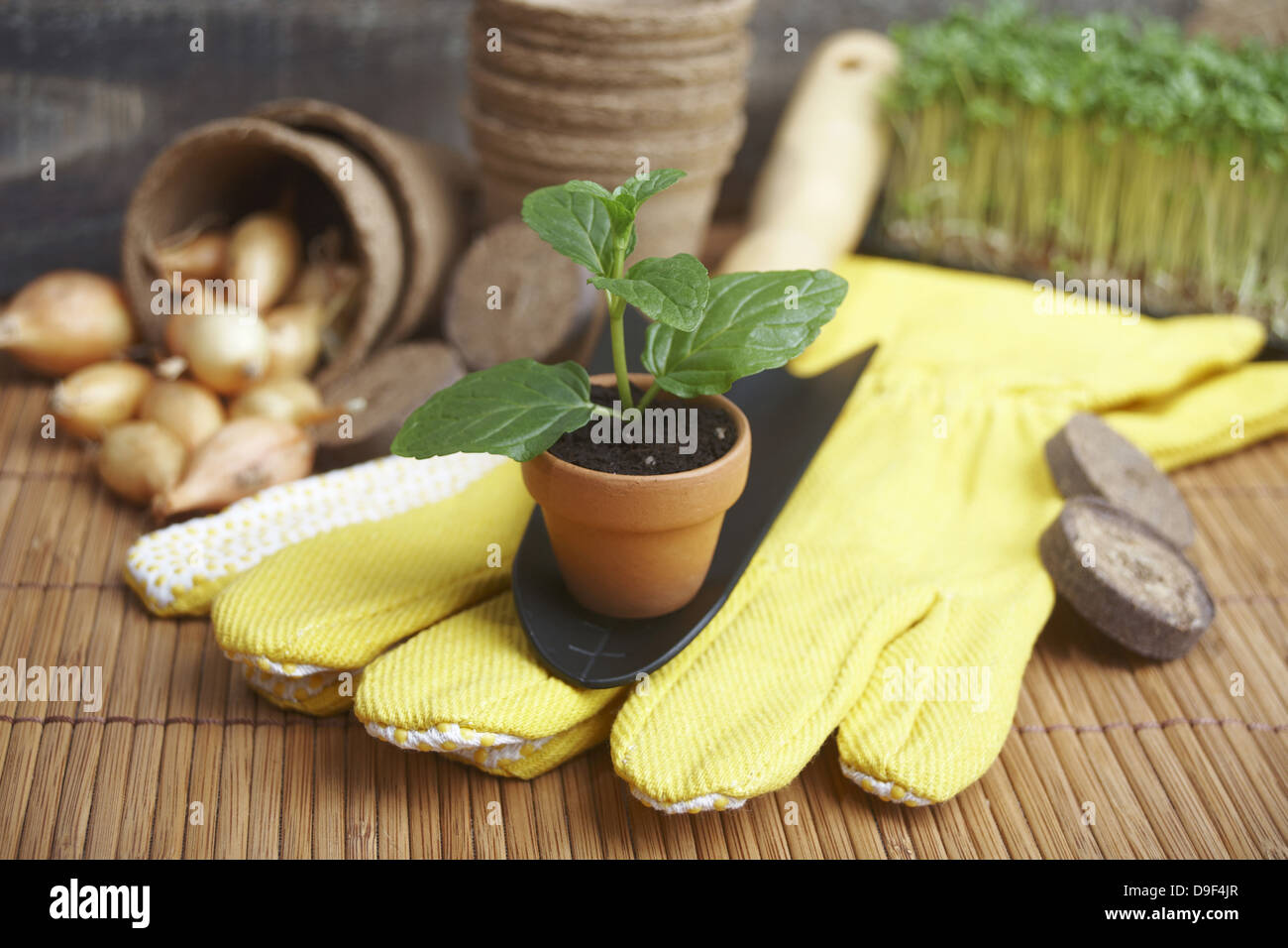Impianti e le cipolle con guanto e pala alberelli e cipolle con guanti e pala Foto Stock