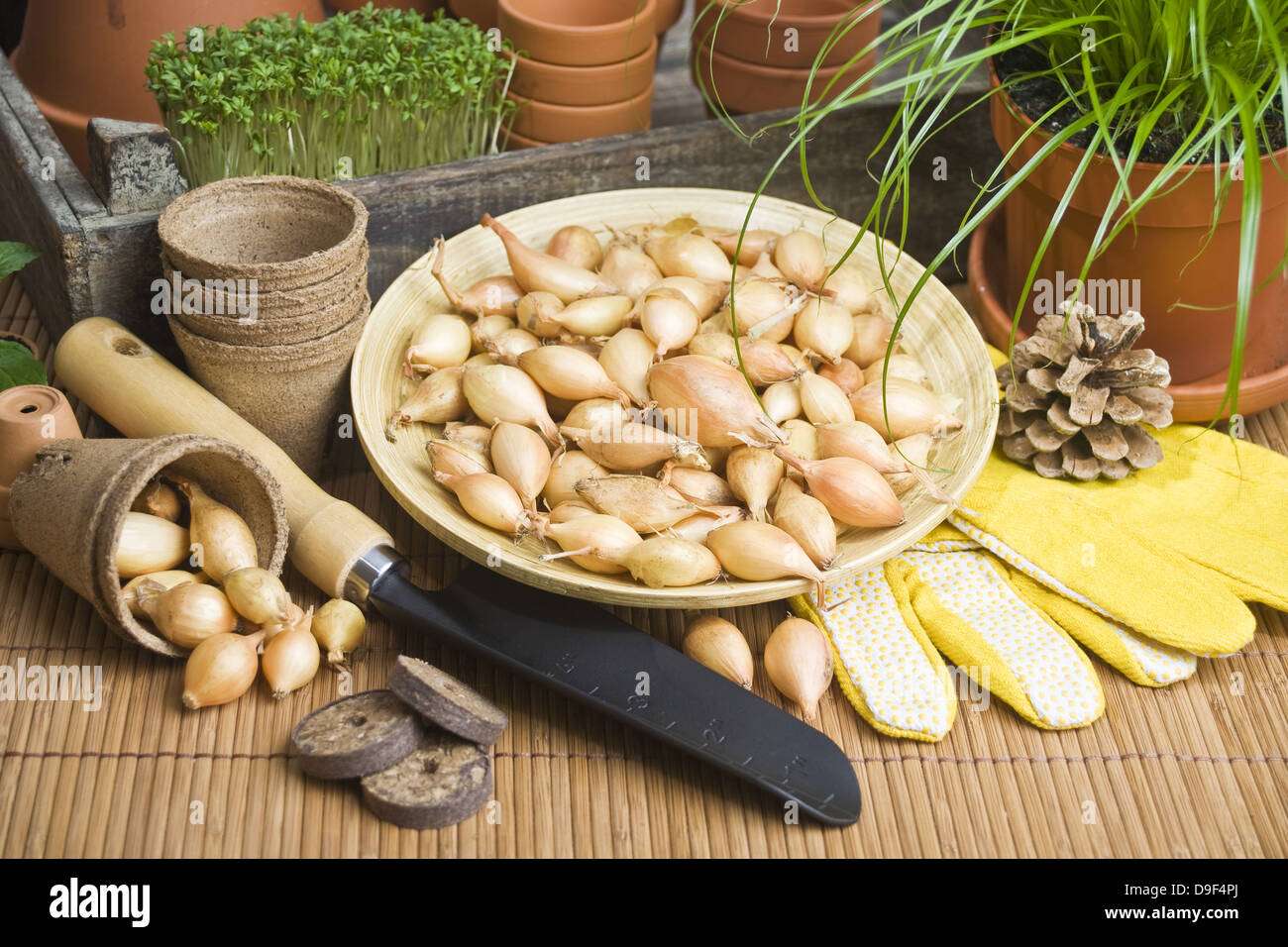 Le cipolle in una ciotola con il guanto e la pala le cipolle in una ciotola con i guanti e la pala Foto Stock