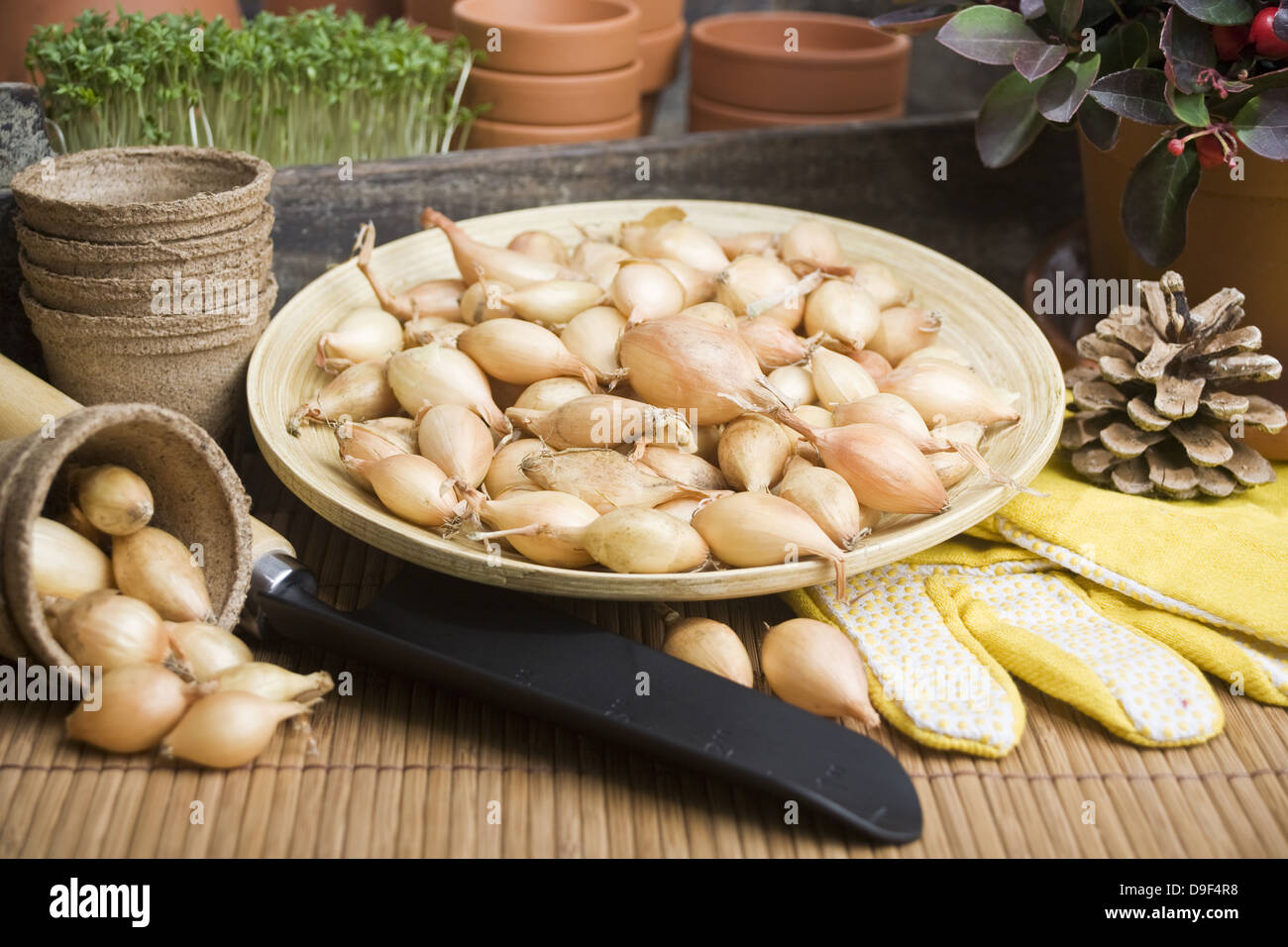 Le cipolle in una ciotola con il guanto e la pala le cipolle in una ciotola con i guanti e la pala Foto Stock