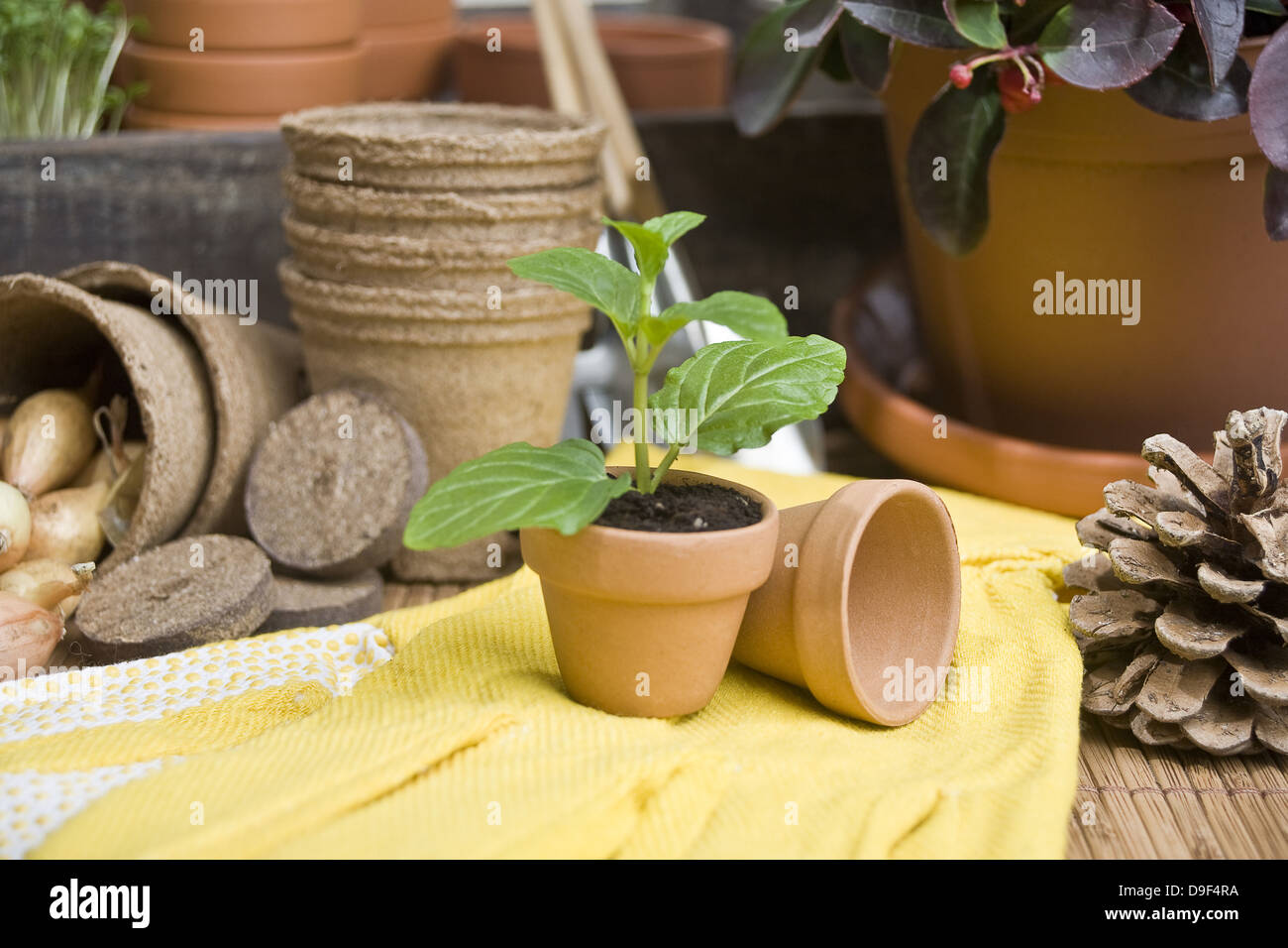 Setzling in un vaso di fiori con guanti pianta in un vaso con i guanti Foto Stock