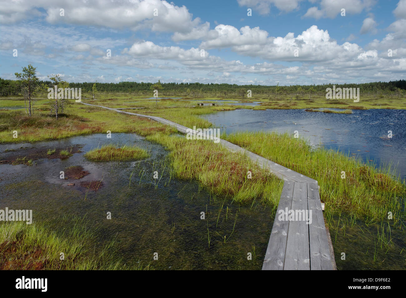 Riisa Bog, Soomaa National Park, la contea di Pärnu, Estonia, Europa Foto Stock