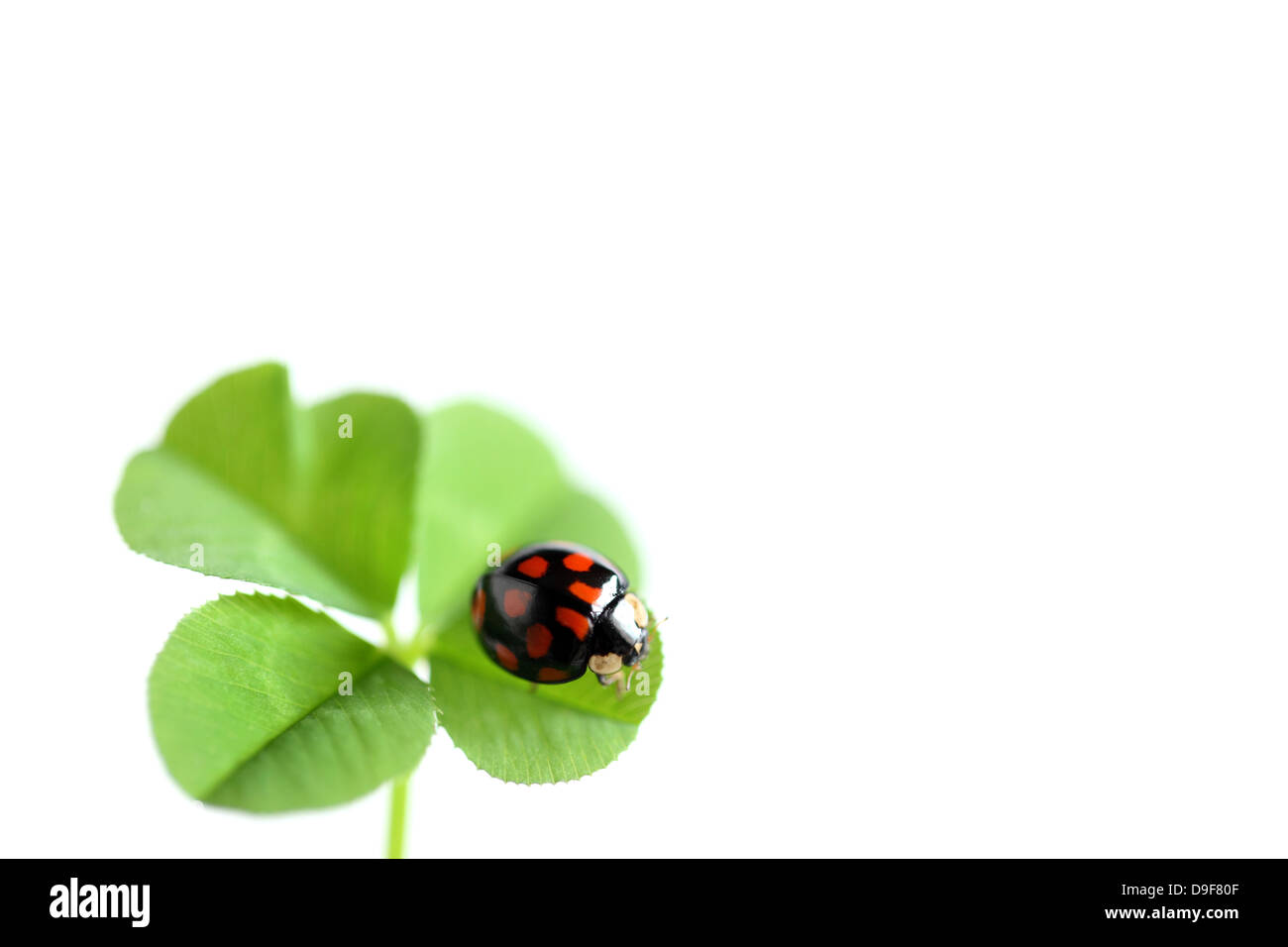 Ladybug e trifoglio Foto Stock