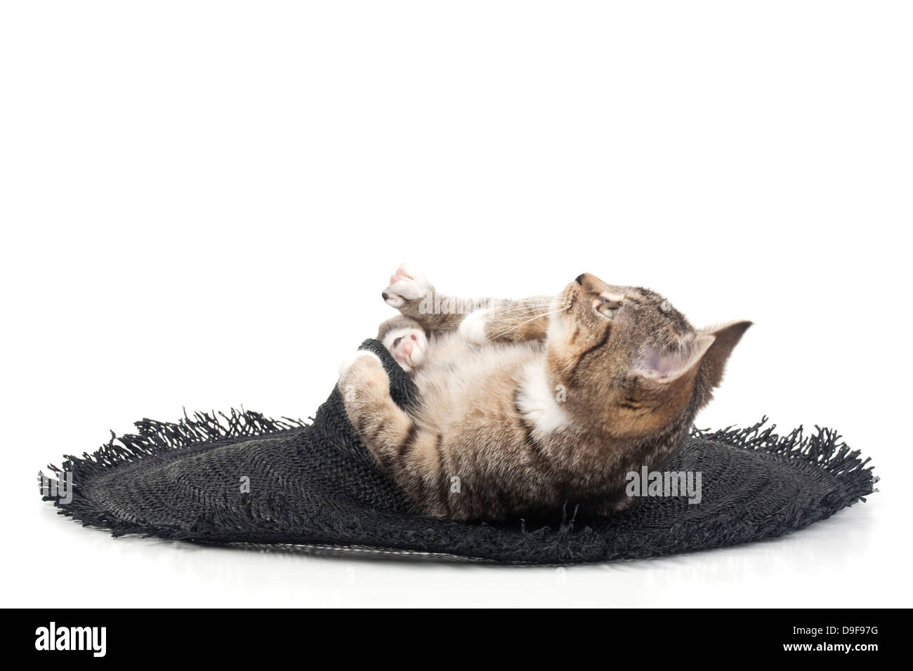 Giovani cat con un cappello nero, giovane gatto con un nero ha Foto Stock