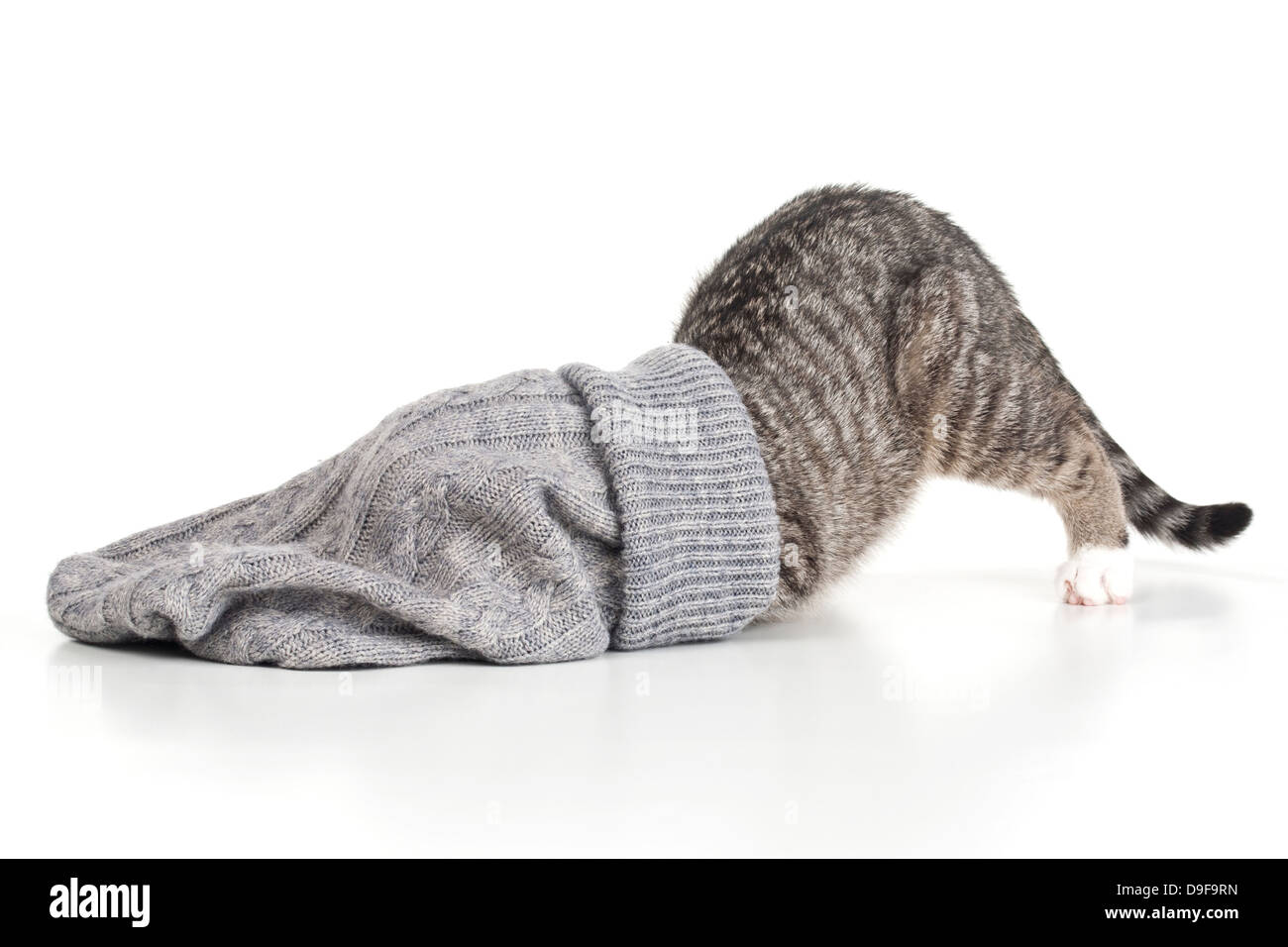 Giovani cat gioca con un sacchetto da lana, stucchi giocando con un sacchetto di lana Foto Stock