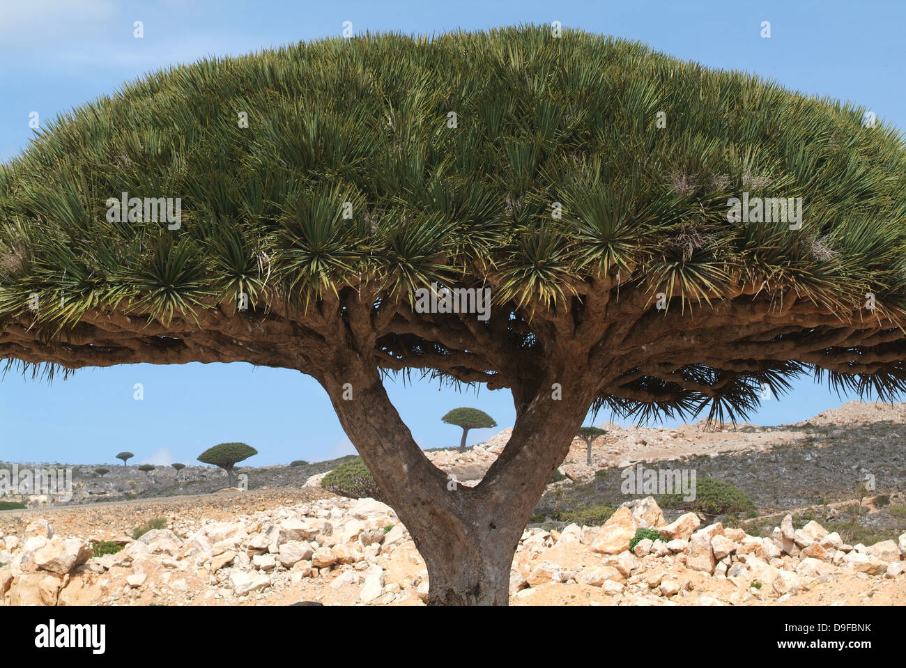 Drago albero di sangue di isola di Socotra, Yemen Foto Stock