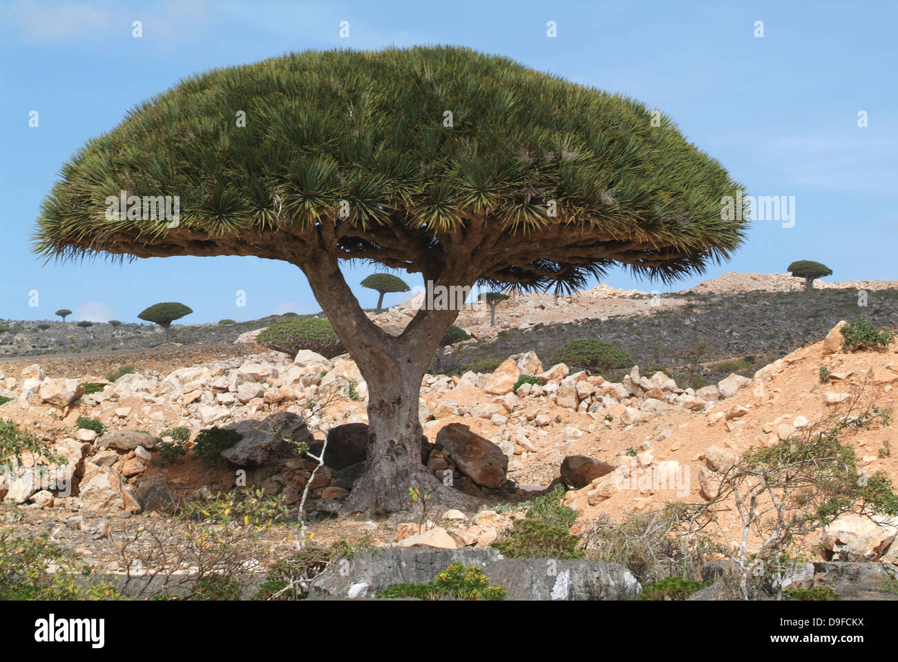 Dragon's alberi di sangue (Dracaena cinnabari). Il drago di sangue di albero  è endemica del Socotran arcipelago di isole, il che significa che si è  trovato in nessun luogo Foto stock 