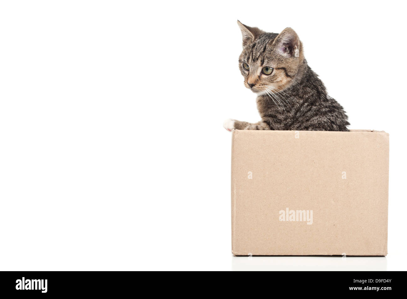 Giovani gatto in una scatola di cartone a stucchi in un punzone di cartone Foto Stock