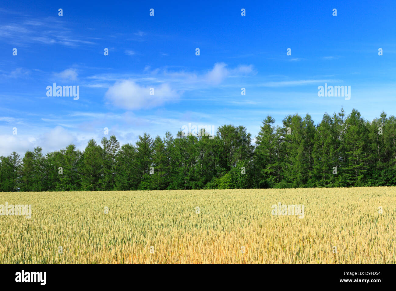 Bosco di larici, campo di grano e il cielo, Hokkaido Foto Stock