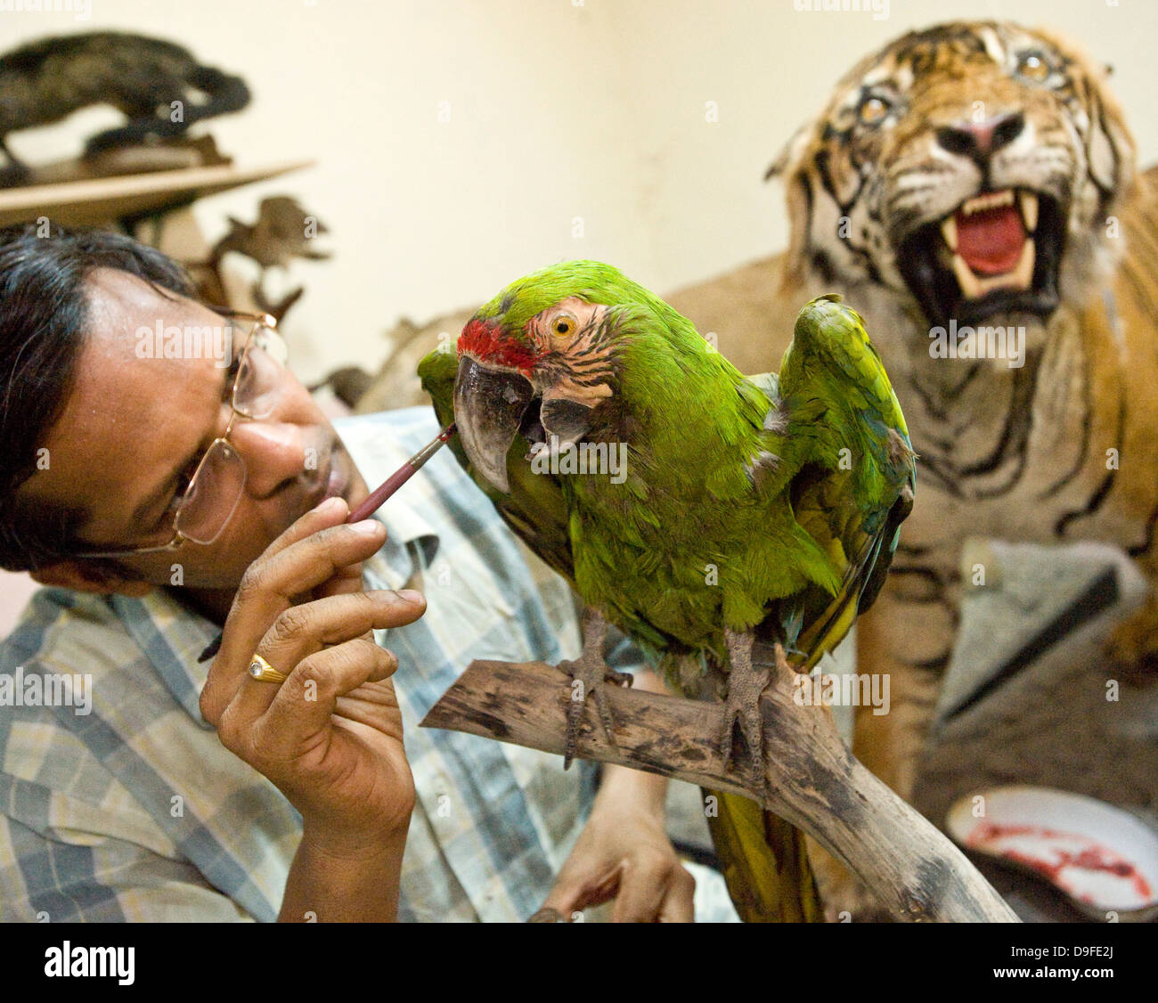 Macaw militare ................................ Dr Gaikwad Santosh e di tassidermia centro , il Parco Nazionale di Sanjay Ghandi, Borivali, Mumbai. Il centro è un laboratorio dove le carcasse di animali che muoiono di santuari e di boschi in tutto il paese sono ripristinati come trofei di caccia. "La prima sala è utilizzata per la scuoiatura e la separazione di scheletro, il secondo per la modellazione e lo stampaggio del modulo Animale e la terza sala per la finitura e la storage", ha detto il dottor Santosh Gaikwad, India è solo autorizzato ufficialmente da imbalsamatore e professore associato presso la Bombay Veterinary College. Dr Santosh riguarda tassidermia come Foto Stock