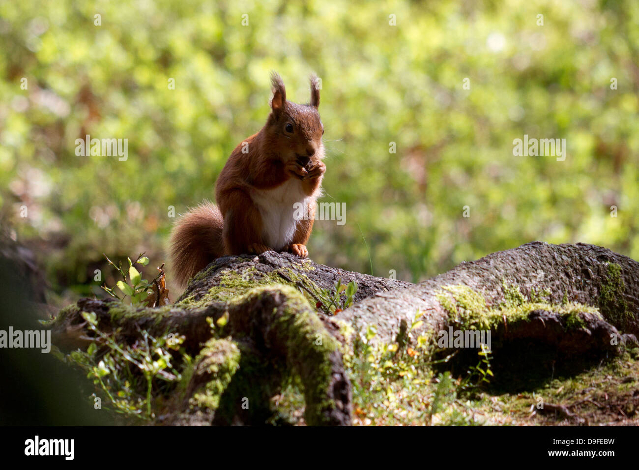 Scoiattolo rosso Sciurus vulgaris mangiando un dado, Loch Lomond e il Trossachs National Park, Scotland, Regno Unito Foto Stock