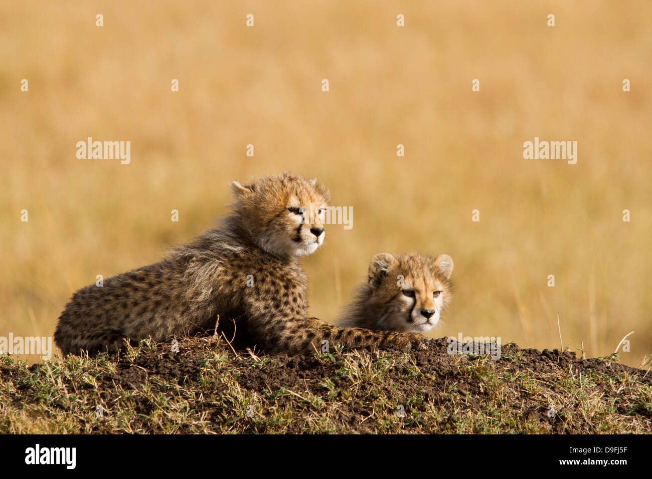 Due cuccioli di ghepardo mantenere un look out, il Masai Mara, Kenya, Africa Foto Stock Due cuccioli di ghepardo mantenere un look out, il Masai Mara, Kenya, Africa Foto Stock