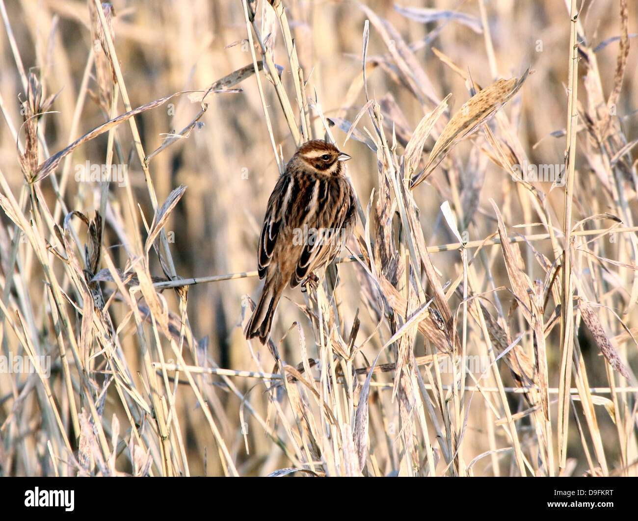 Voce maschile Reed Bunting (Emberiza schoeniclus) Foto Stock