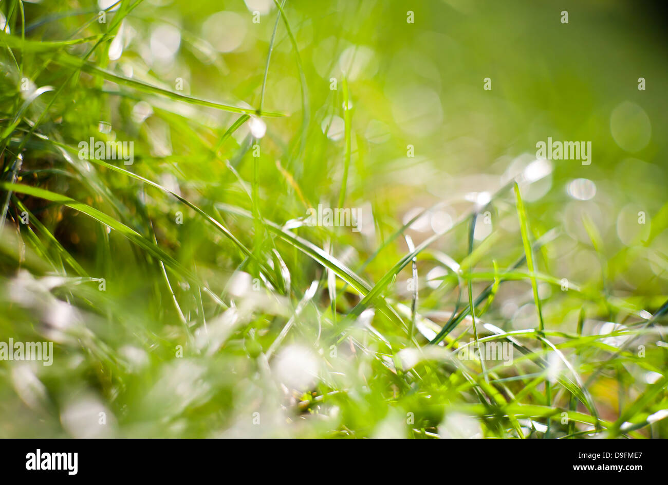 Fresco di erba verde nella luce del mattino Foto Stock