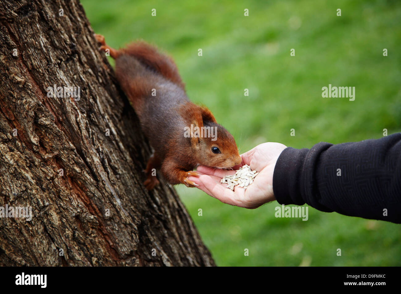 Alimentazione di scoiattolo rosso nel Parque del Retiro di Madrid, Spagna Foto Stock