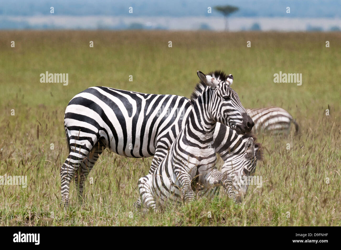 Zebra comune (Equus quagga) combattimenti, Masai Mara riserva nazionale, Kenya, Africa orientale, Africa Foto Stock