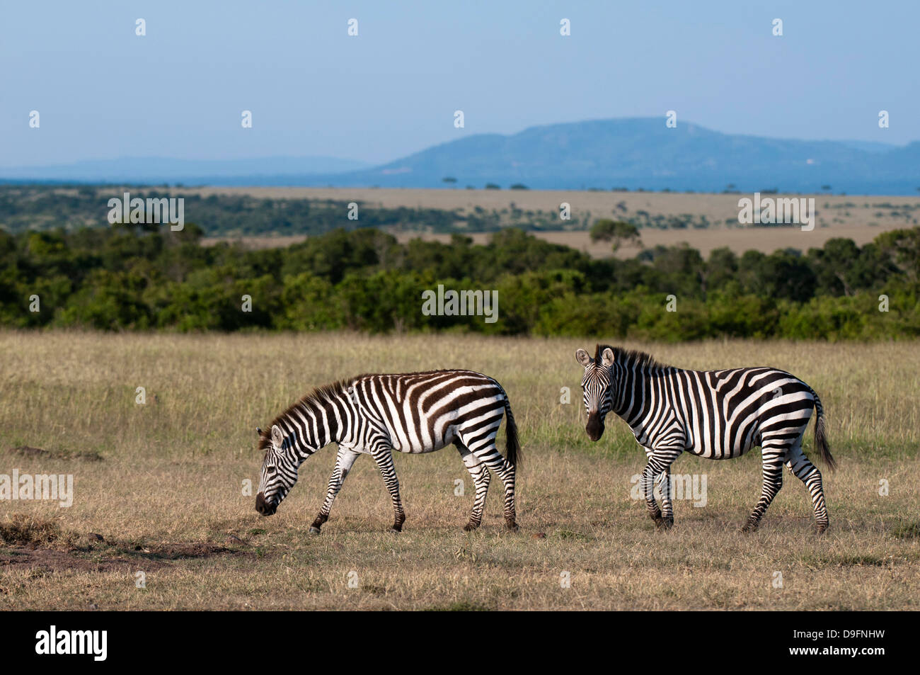 Zebra comune (Equus quagga), il Masai Mara riserva nazionale, Kenya, Africa orientale, Africa Foto Stock