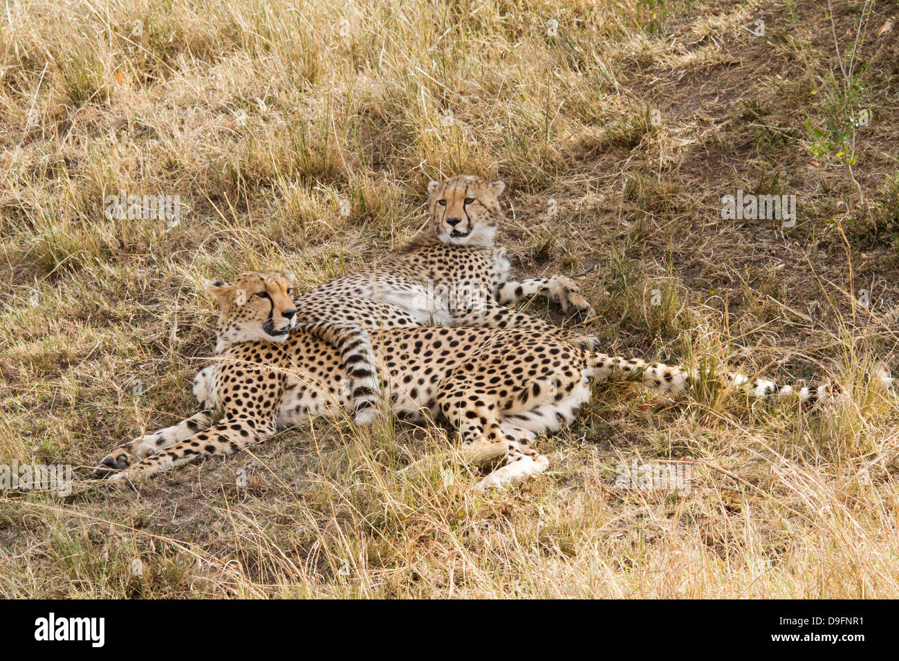 Una femmina di ghepardo e cub,Acinonyx jubatus, in appoggio sotto l'ombra di un albero, il Masai Mara, Kenya, Africa Foto Stock