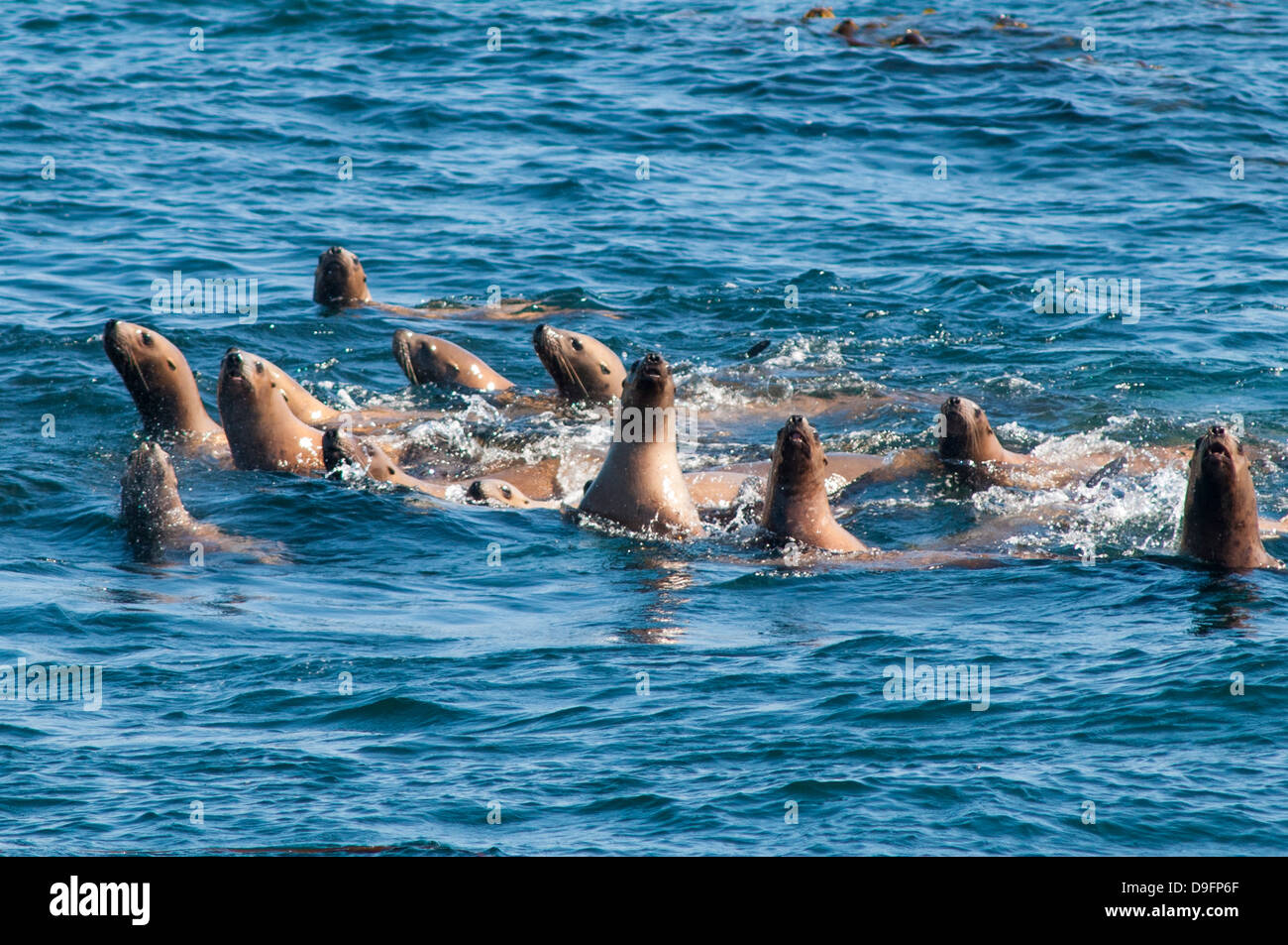 Steller leoni di mare del Nord (Sea Lion) (Eumetopias jubatus) colonia al di fuori di Prince Rupert, British Columbia, Canada Foto Stock
