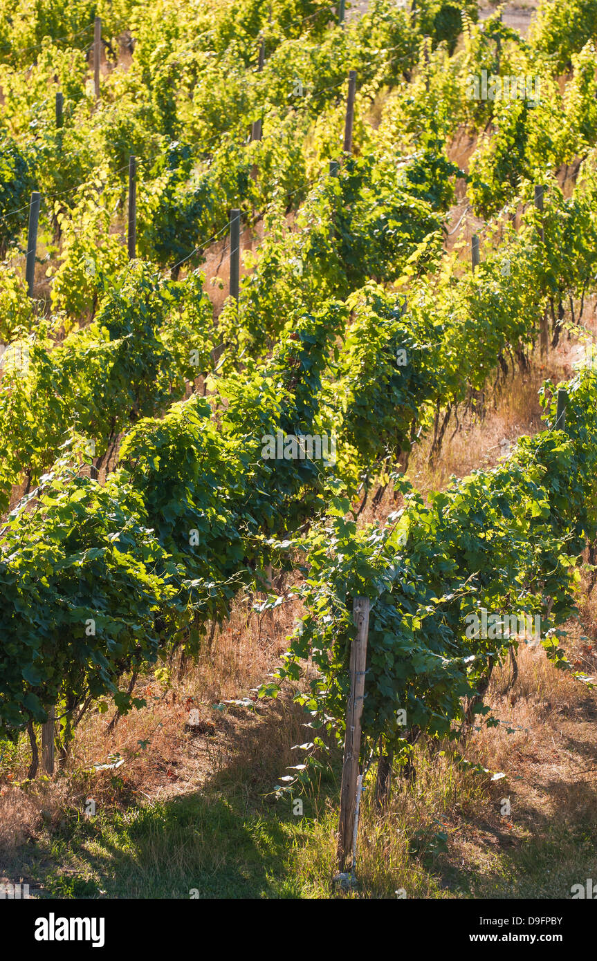 I vitigni, Kelowna, British Columbia, Canada Foto Stock