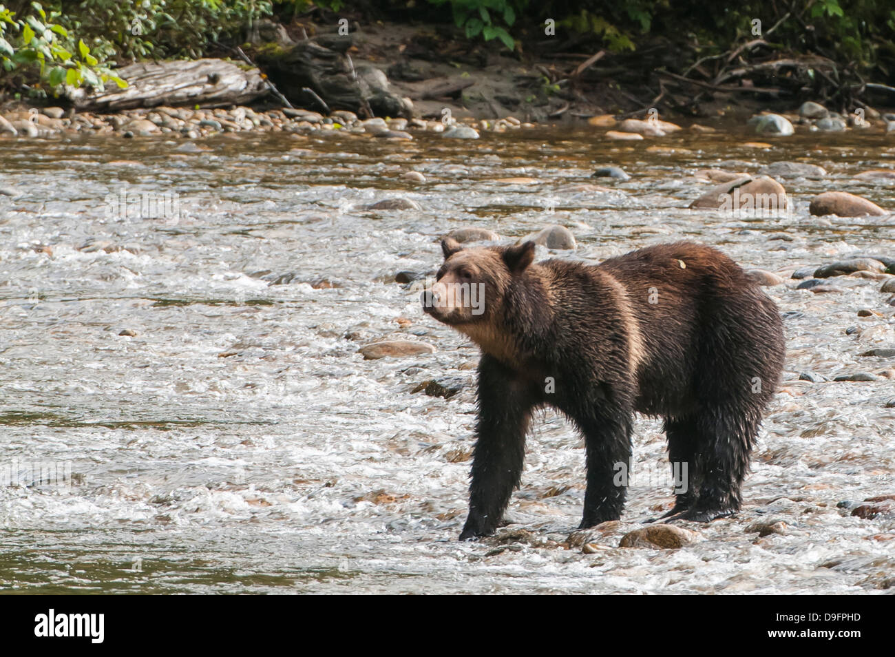 Marrone o orso grizzly (Ursus arctos) per la pesca del salmone nel grande orso nella foresta pluviale, British Columbia, Canada Foto Stock