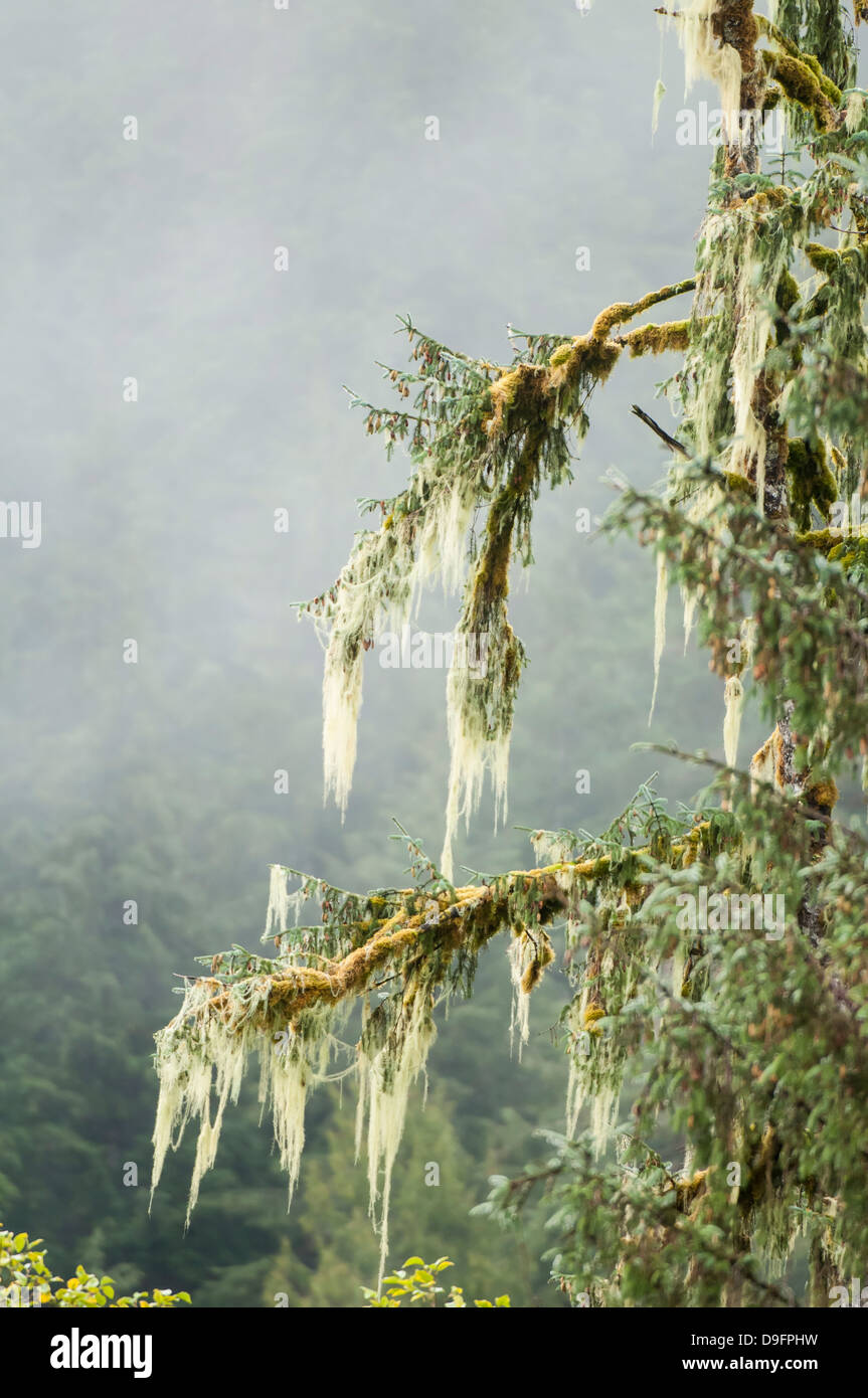 Moss coperte di pini in grande orso nella foresta pluviale, British Columbia, Canada Foto Stock