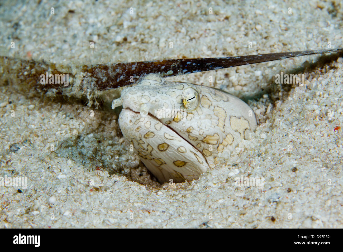 Clown Snake anguilla (Ophichthus bonaparti), Mabul, Borneo Malaysia Foto Stock