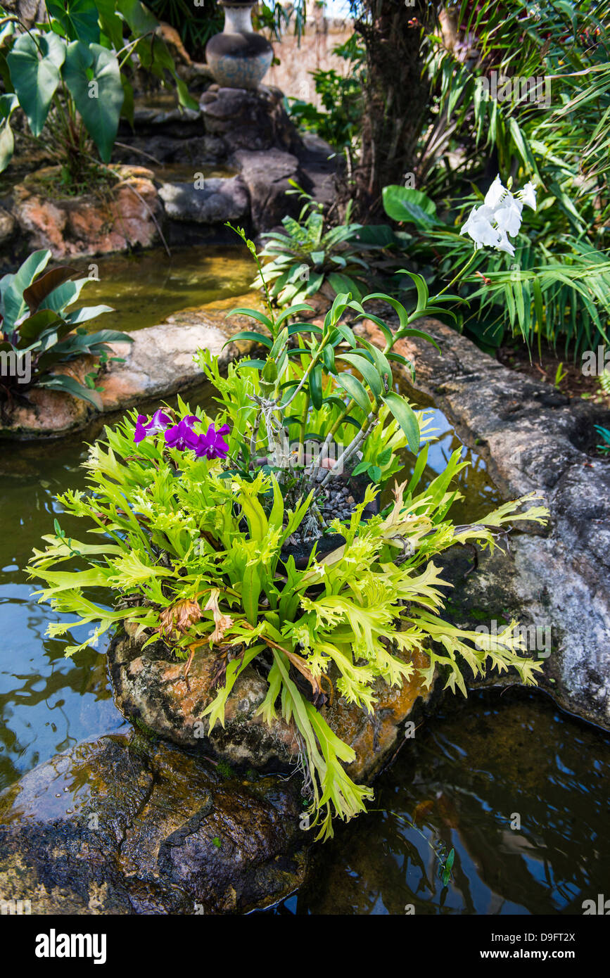 Giardini Botanici sulla isola di Nevis, Saint Kitts e Nevis, Isole Sottovento, West Indies, dei Caraibi Foto Stock