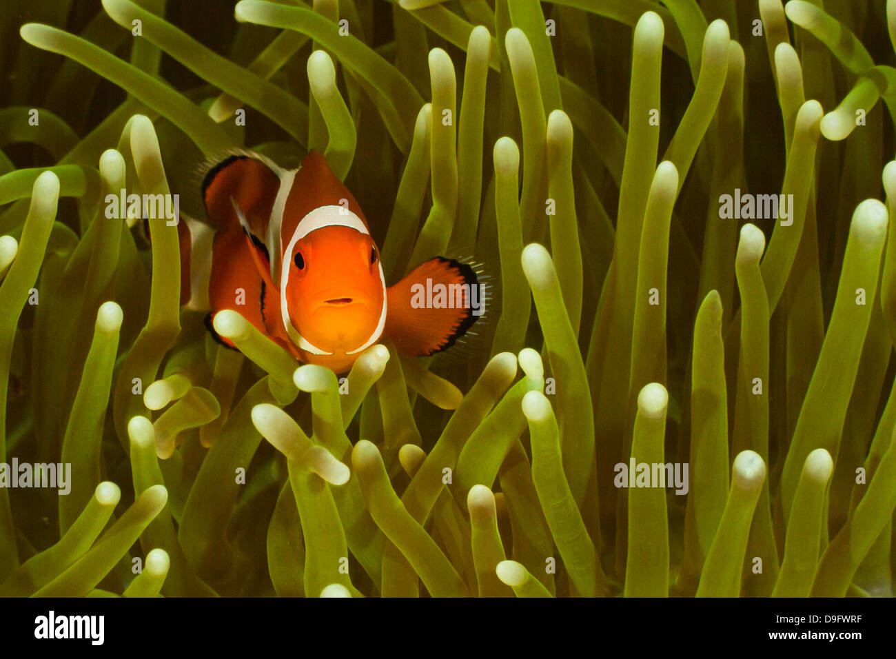 Clownfish comune - Amphiprion ocellaris, Lankayan, Malaysia Foto Stock