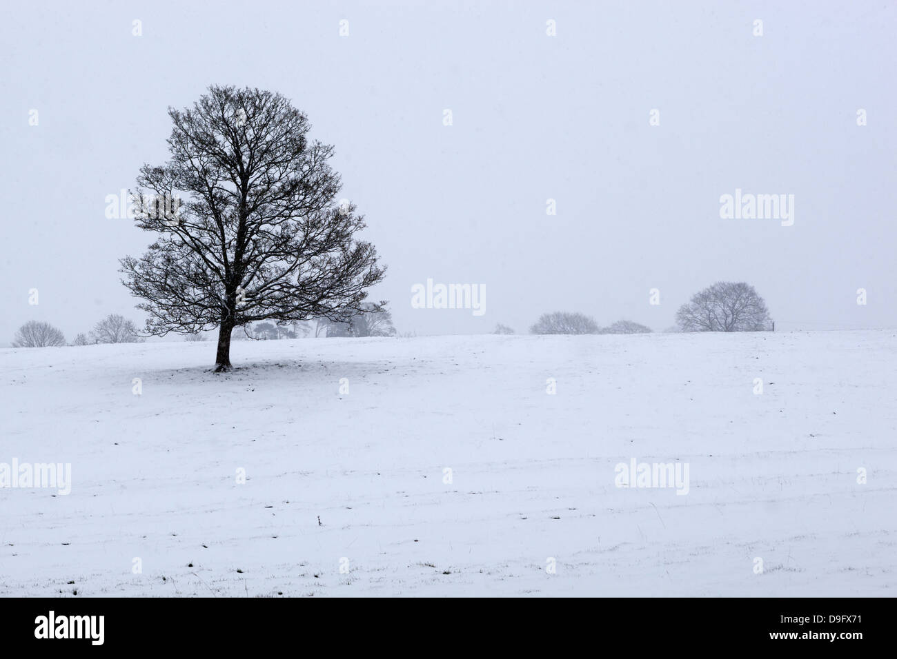 Paesaggio Innevato con alberi, Broadwell, Gloucestershire, Cotswolds, England, Regno Unito Foto Stock