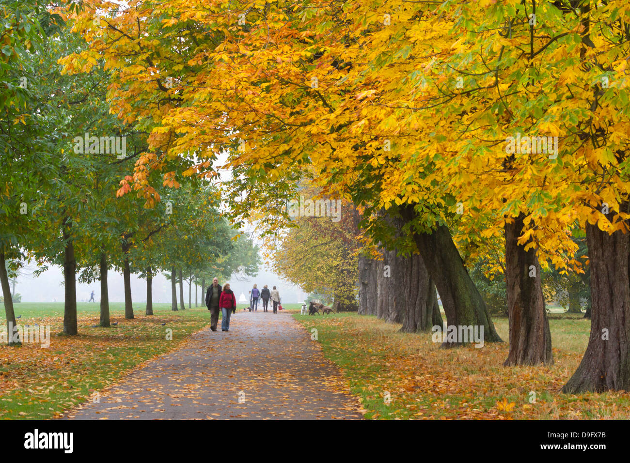 Alberi autunnali, Hyde Park, London, England, Regno Unito Foto Stock