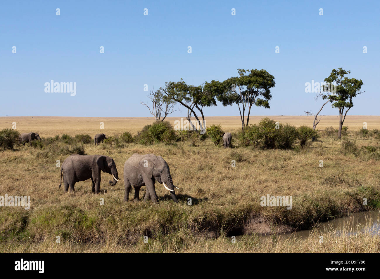 Un branco di elefanti africani (Loxodonta africana) in corrispondenza di un foro di irrigazione, il Masai Mara, Kenya Foto Stock
