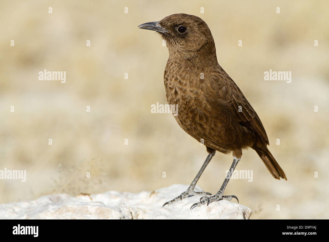 Southern Anteater Chat, Southern Anteater-Chat, Myrmecocichla formicivora, Ameisenschmätzer, Termitenschmätzer, Ameisenschmaetze Foto Stock