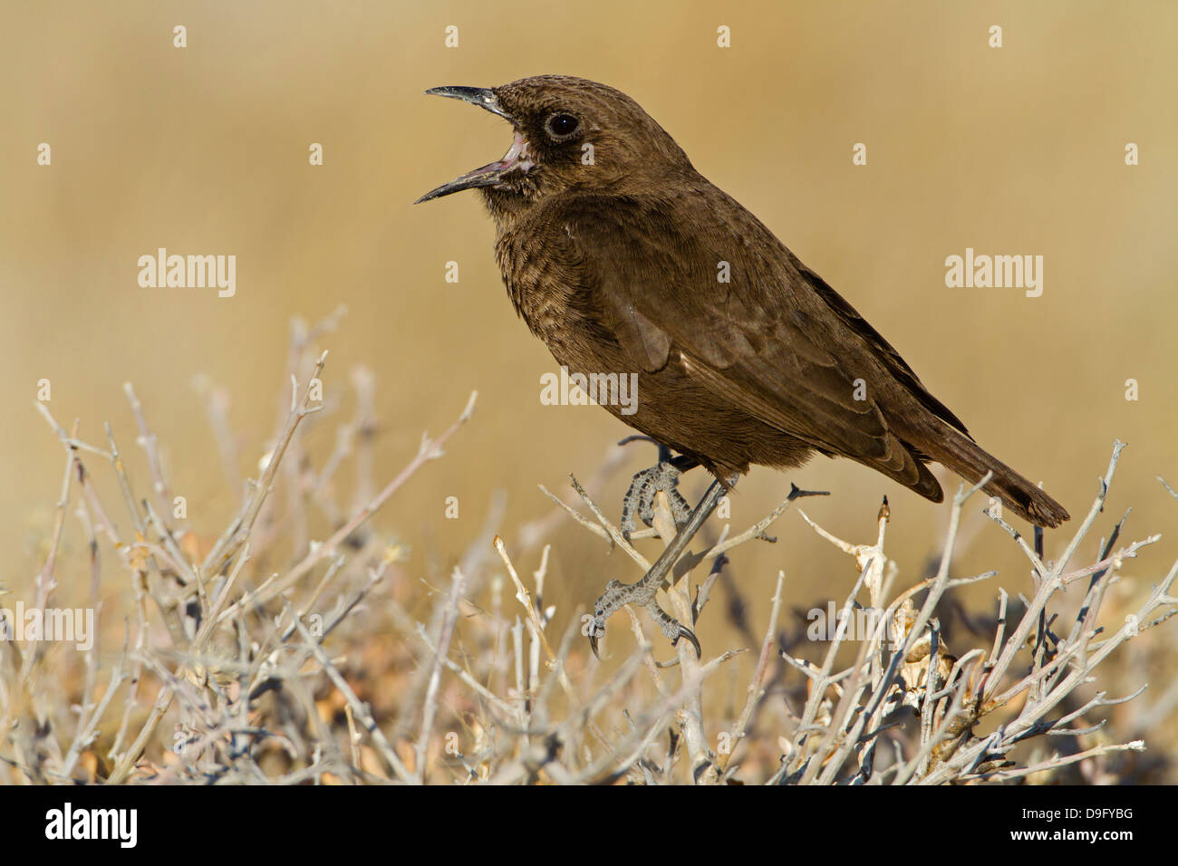 Southern Anteater Chat, Southern Anteater-Chat, Myrmecocichla formicivora, Ameisenschmätzer, Termitenschmätzer, Ameisenschmaetze Foto Stock