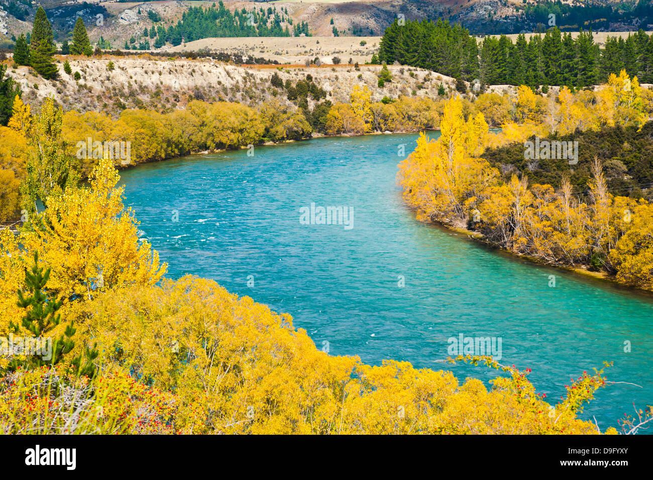 Autunno alberi lungo il fiume Clutha, Wanaka, Isola del Sud, Nuova Zelanda Foto Stock