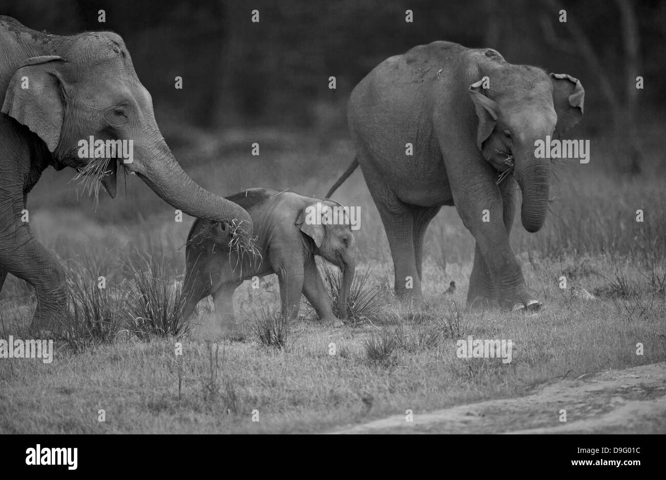 Elephant,in via di estinzione,,,specie animale , animali domestici e della fauna selvatica,natura,mammifero,comportamento,vitello,gruppo, "Elephant Famiglia',Corbett Parco Nazione. Foto Stock