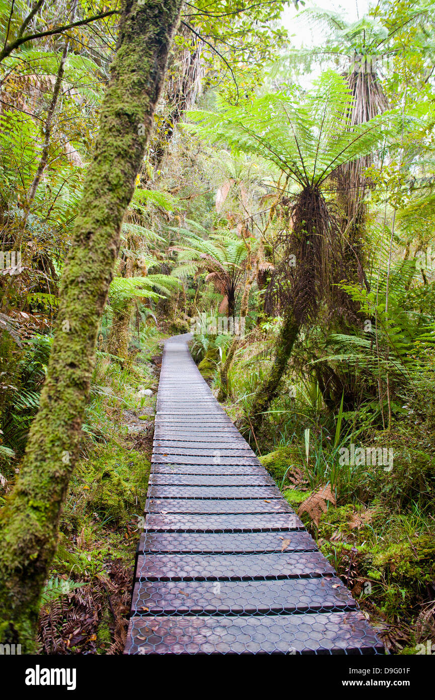 Passerella di foresta che circonda il lago Matheson, Westland National Park, sito Patrimonio Mondiale dell'UNESCO, Isola del Sud, Nuova Zelanda Foto Stock