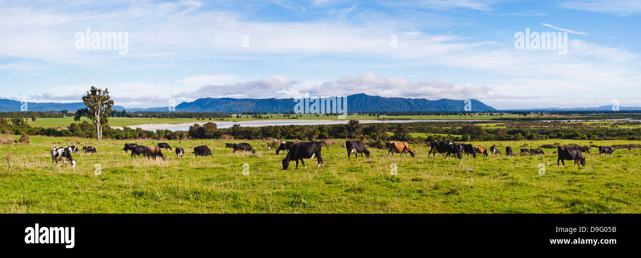 Mandria di mucche su terreno coltivato sulla costa ovest, Isola del Sud, Nuova Zelanda Foto Stock