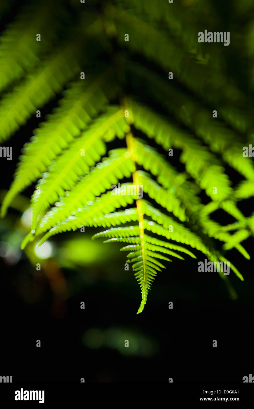 La felce nella foresta pluviale tropicale che circonda Pupu molle, Golden Bay, regione Tasmania, Isola del Sud, Nuova Zelanda Foto Stock