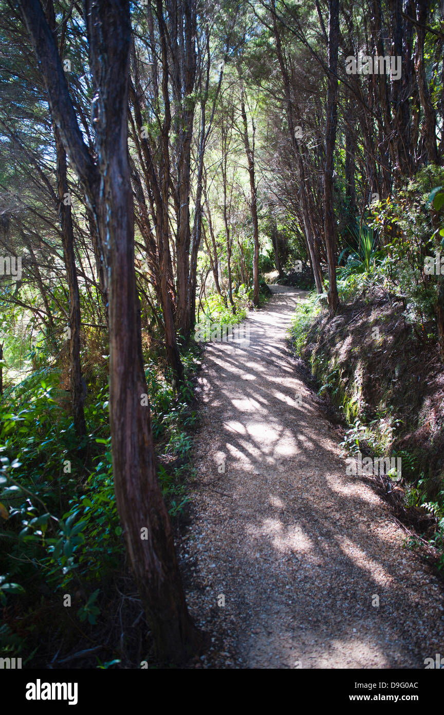 Percorso di foresta nella foresta pluviale circostante molle Pupu, Golden Bay, regione Tasmania, Isola del Sud, Nuova Zelanda Foto Stock